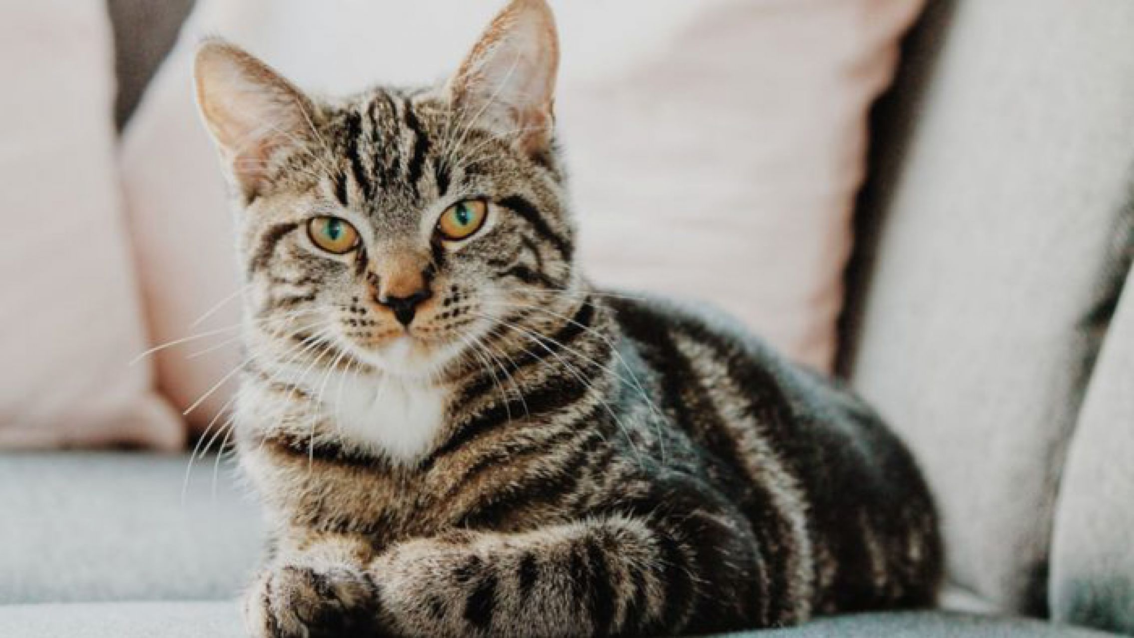 Mascotas: furor por la app que te permitirá hablar con tu gato