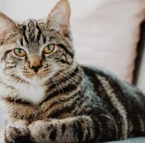 Cuáles son los beneficios de convivir con gatos en casa