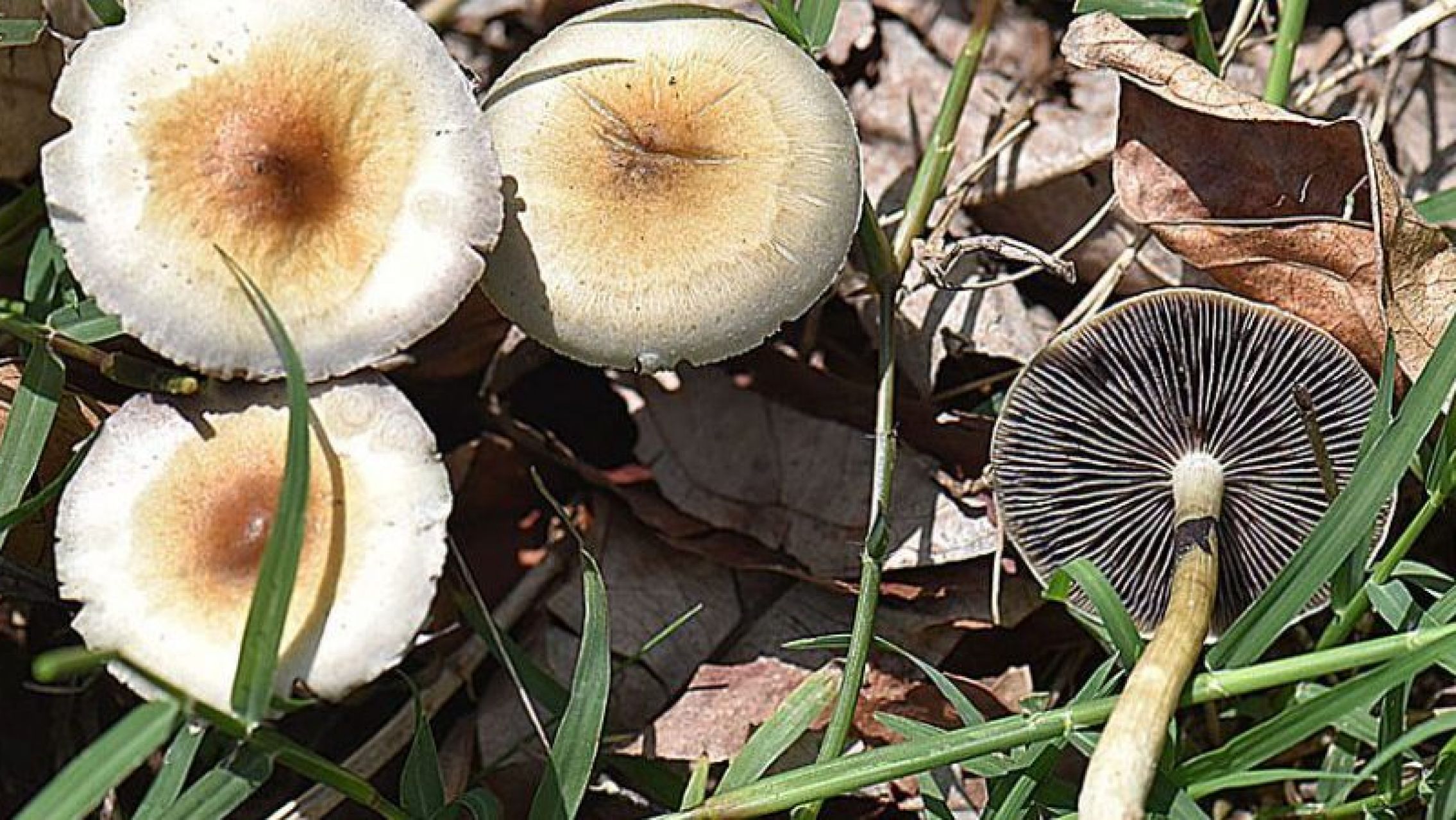Se drogó con hongos alucinógenos y creyó que había atrapado a un duende