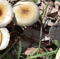 Se drogó con hongos alucinógenos y creyó que había atrapado a un duende