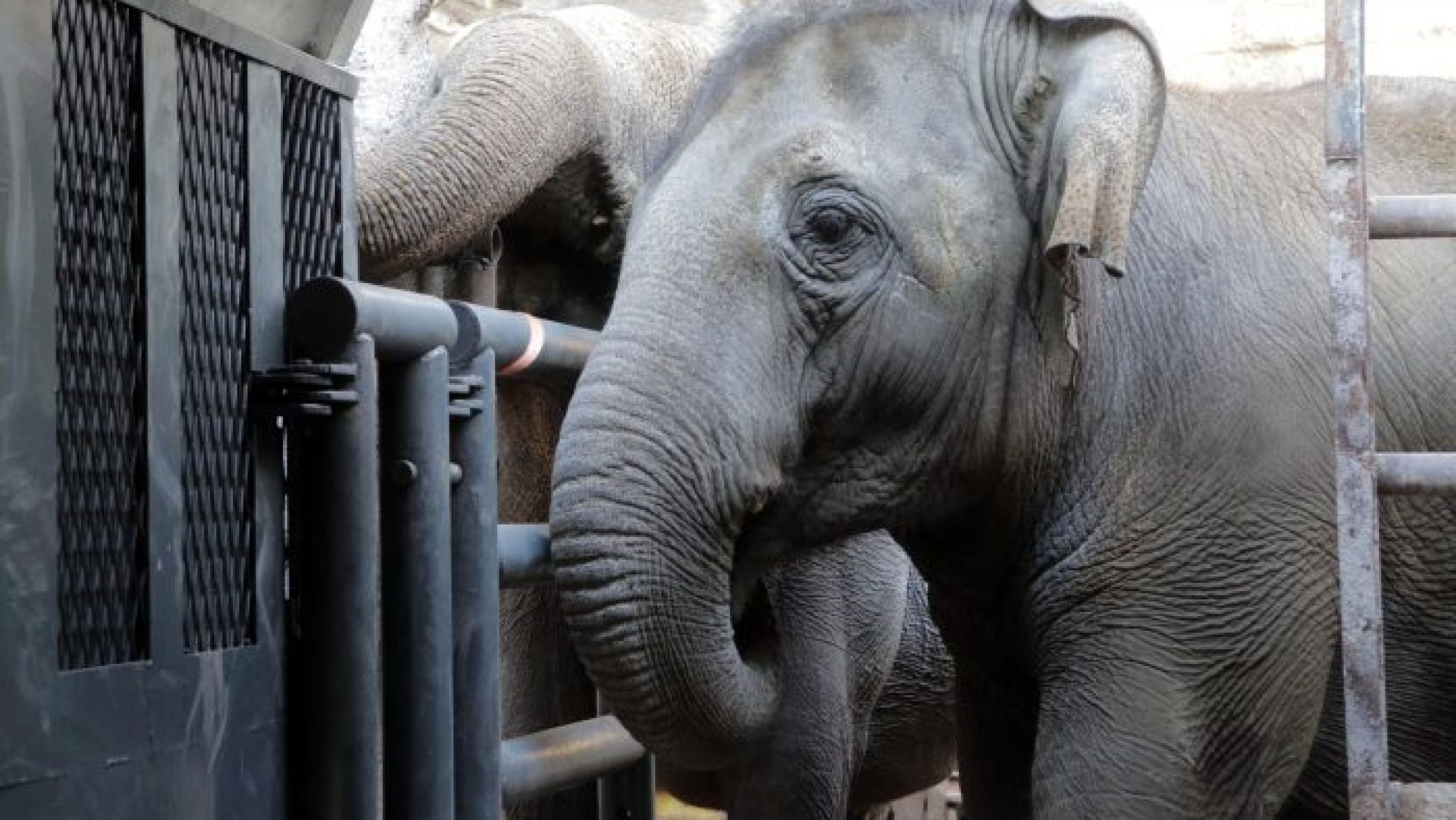 Murió Pocha, la elefanta trasladada desde Mendoza a un santuario en Brasil