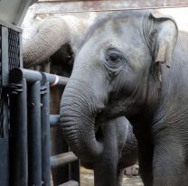 Murió Pocha, la elefanta trasladada desde Mendoza a un santuario en Brasil