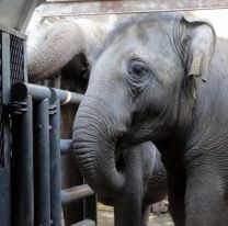 Muri&oacute; Pocha, la elefanta trasladada desde Mendoza a un santuario en Brasil