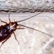 Las 3 plantas que ahuyentan a las cucarachas de tu hogar