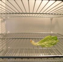 Noviembre llega con una podadora para el bolsillo de los argentinos