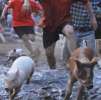 Polémica en Mendoza por la habilitación de la práctica del "Chancho enjabonado"