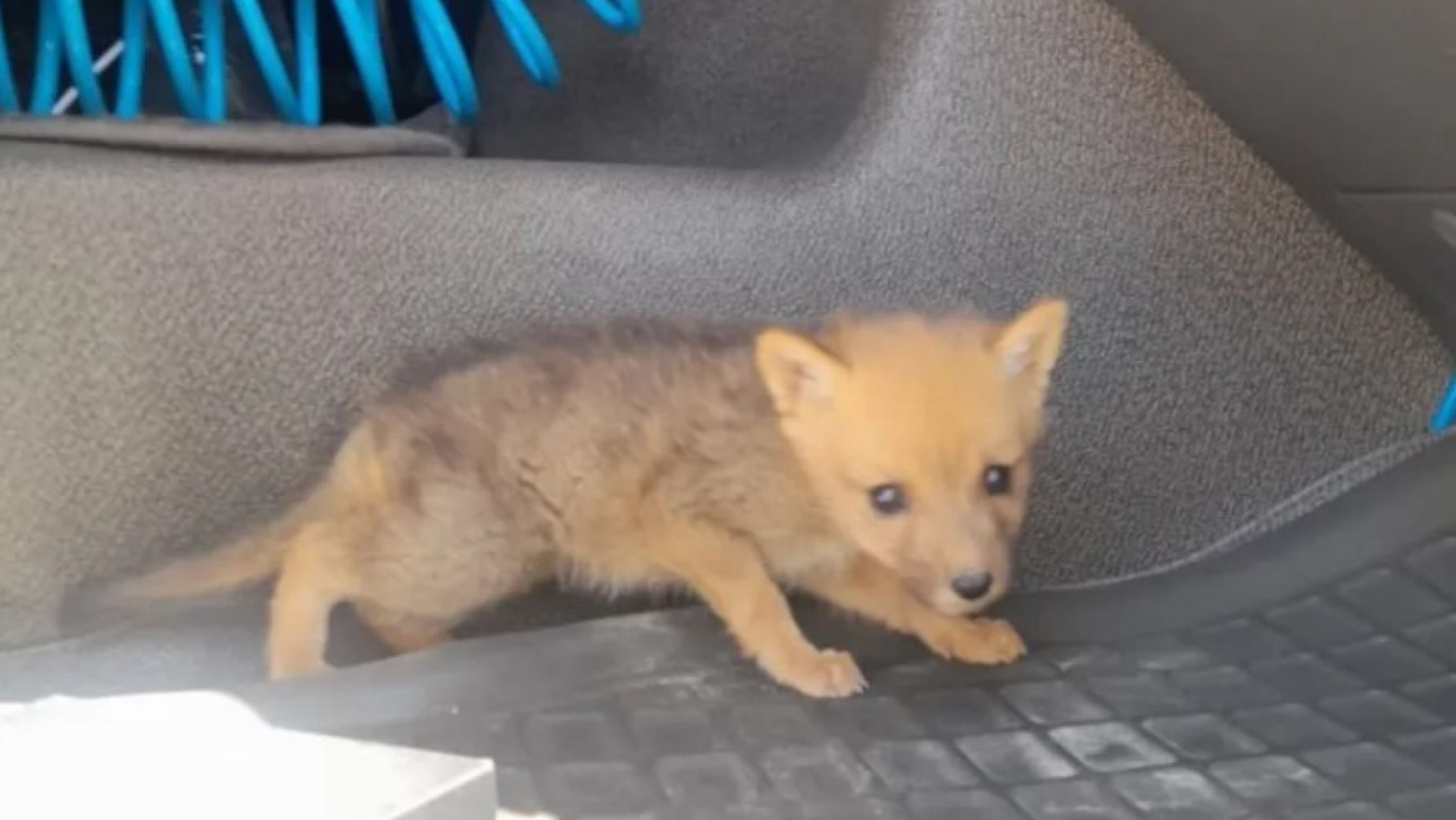 Llevaba un cachorro de zorro gris oculto en la cabina de un camión