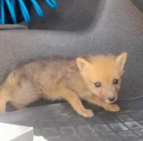 Llevaba un cachorro de zorro gris oculto en la cabina de un camión