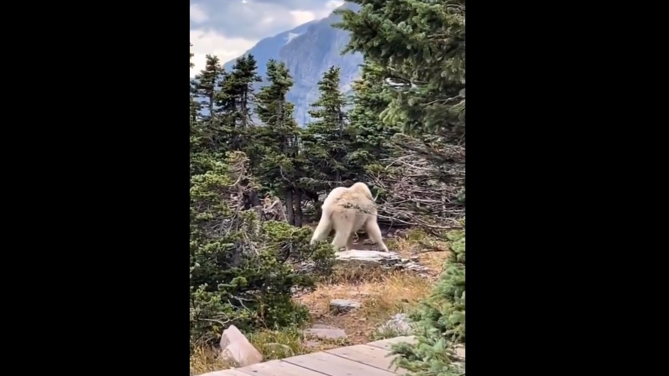 Descubren un animal monstruoso en las montañas de Estados Unidos