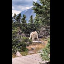 Descubren un animal monstruoso en las montañas de Estados Unidos