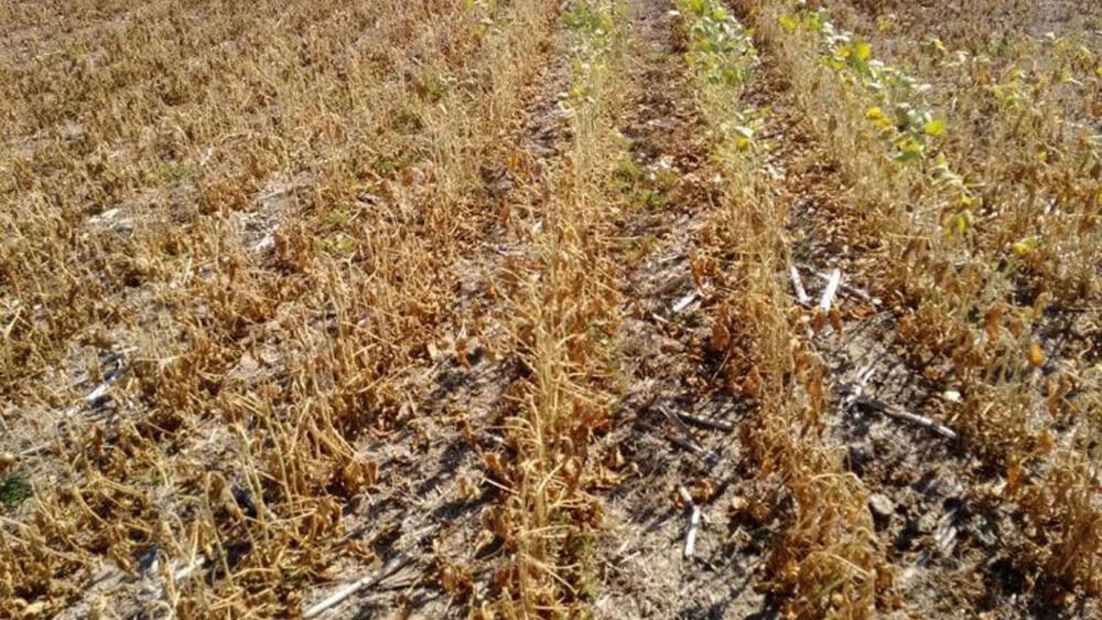 Se perdió casi el 50% de la soja: la sequía podría afectar la llegada de dólares al país