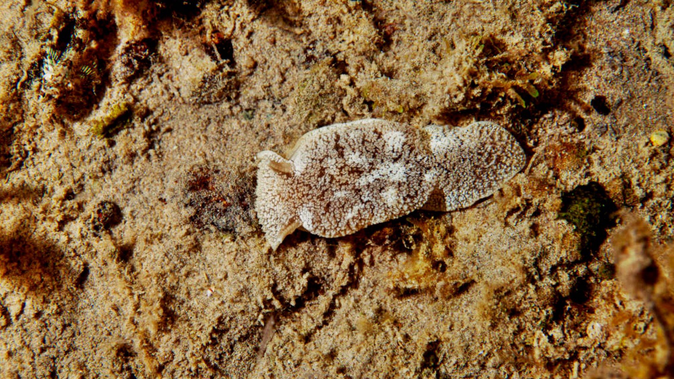 Alerta por una babosa tóxica en las playas de Pinamar y Villa Gesell que es letal