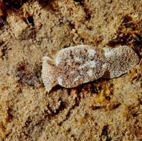 Alerta por una babosa tóxica en las playas de Pinamar y Villa Gesell que es letal