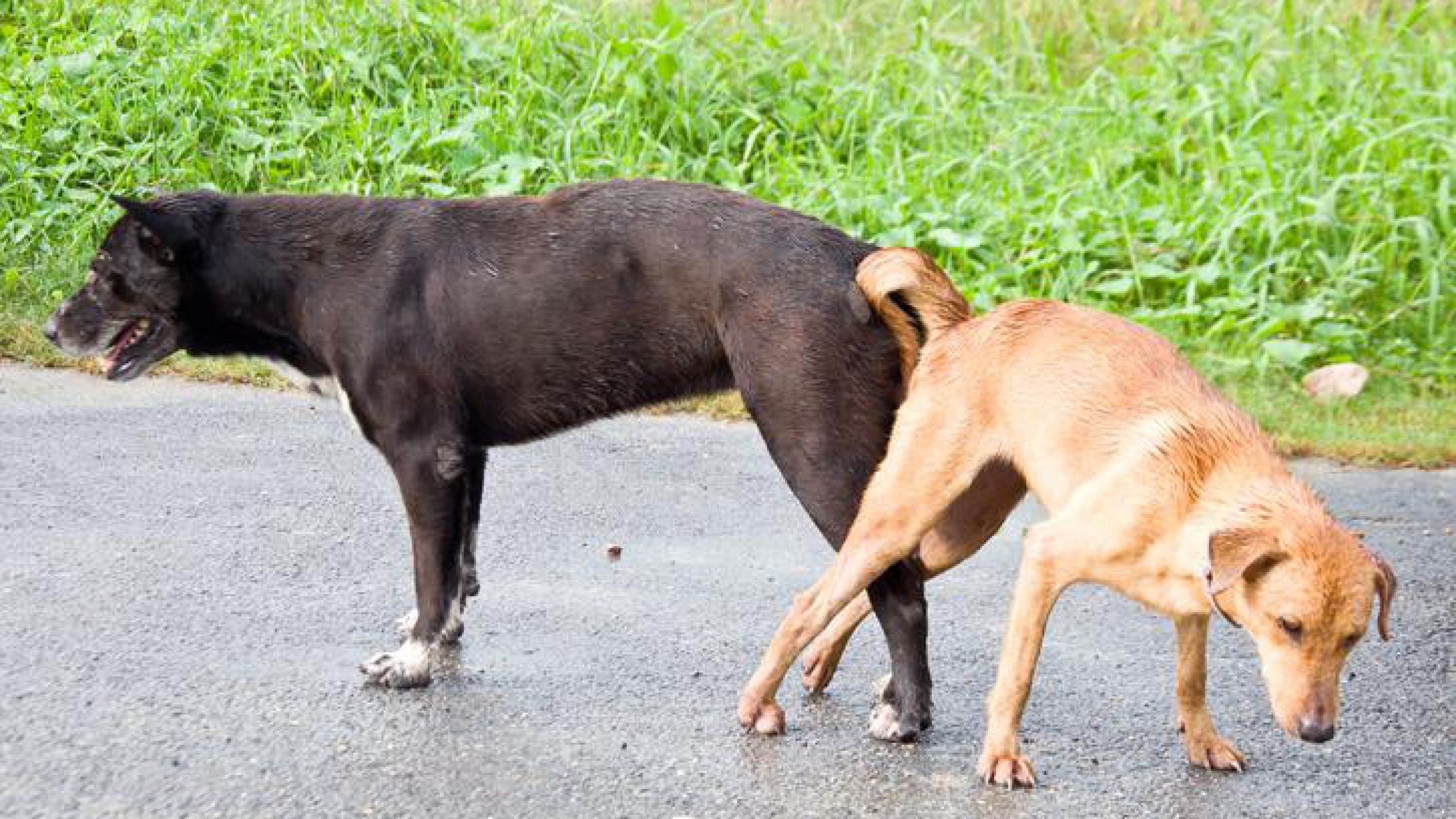 ¿Por qué los perros se quedan pegados cuando se aparean?