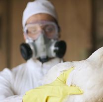 Gripe Aviar: el Gobierno declaró emergencia sanitaria tras conocerse el primer caso