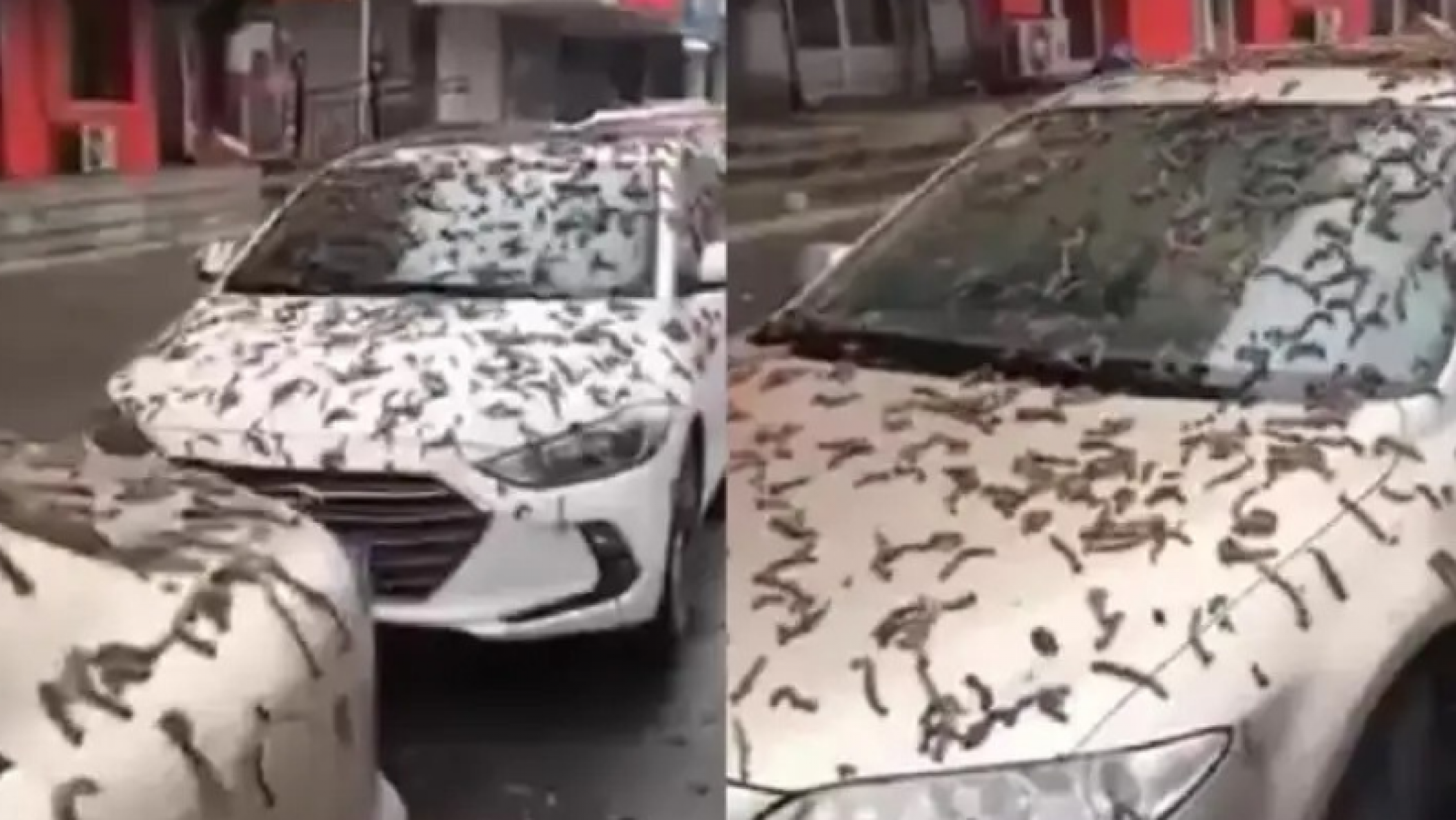 ¿Es real que hubo una lluvia de gusanos en China?