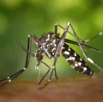 Confirmaron que hay circulación comunitaria de Dengue y Chikungunya en el AMBA