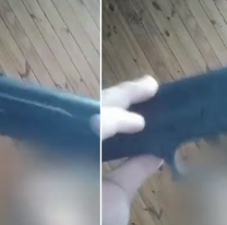 Un niño llevó un arma al colegio, gatilló a dos alumnos y golpeó a la docente