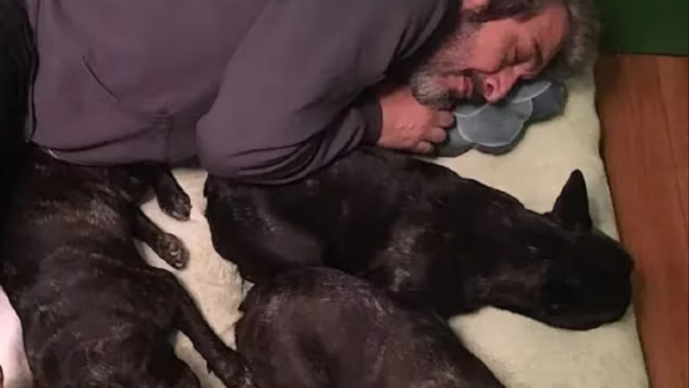 La tristeza de Ricardo Darín y su familia por la muerte de Ronko, su perro