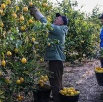 "Nadie quiere trabajar": está a punto de perder miles de toneladas por no conseguir empleados