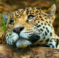 Un Yaguareté fue registrado por cámaras trampa en Formosa y es el quinto captado en la región