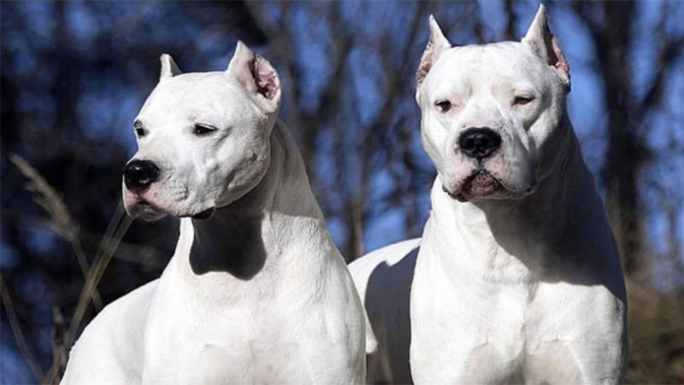 Respecto de las "razas peligrosas" de perros