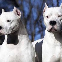 Respecto de las "razas peligrosas" de perros