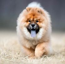 Una mujer recibe 40 puntos de sutura por otro ataque de un perro