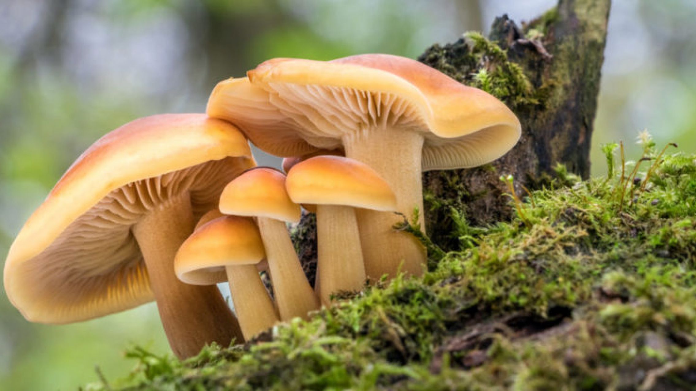 Ebullición global: por qué los hongos podrían combatir el cambio climático