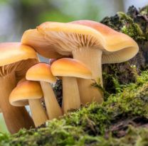 Ebullición global: por qué los hongos podrían combatir el cambio climático