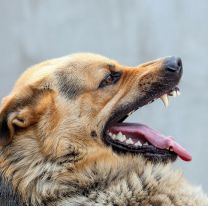 Un ataque de perros dejó internados a dos hombres con graves heridas