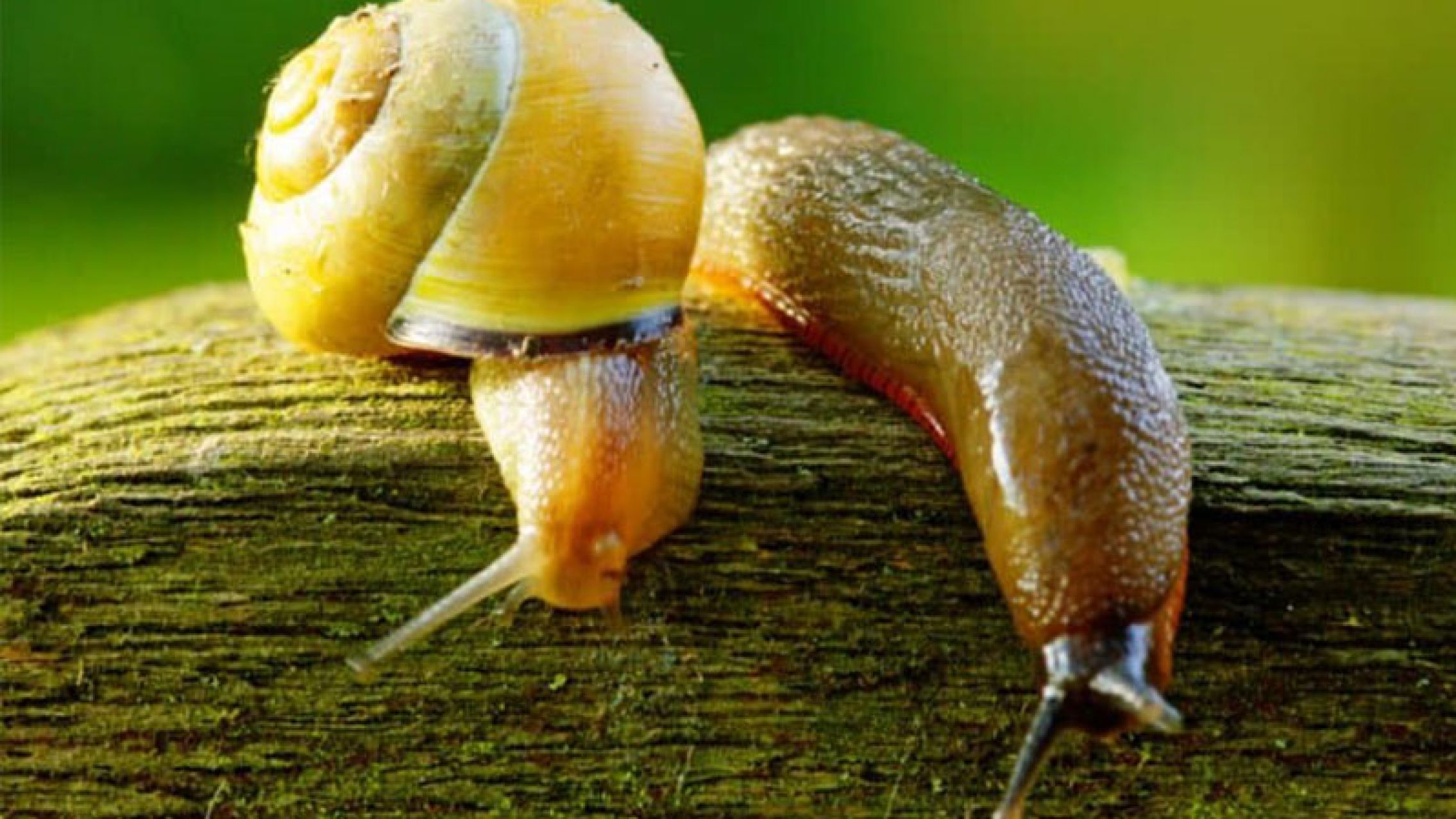 Cómo eliminar babosas y caracoles de tu jardín con trucos muy simples