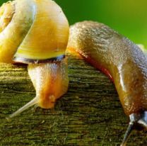 Cómo eliminar babosas y caracoles de tu jardín con trucos muy simples