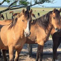 Brote de encefalomielitis equina: "Produce inflamaci&oacute;n en el cerebro y la muerte"