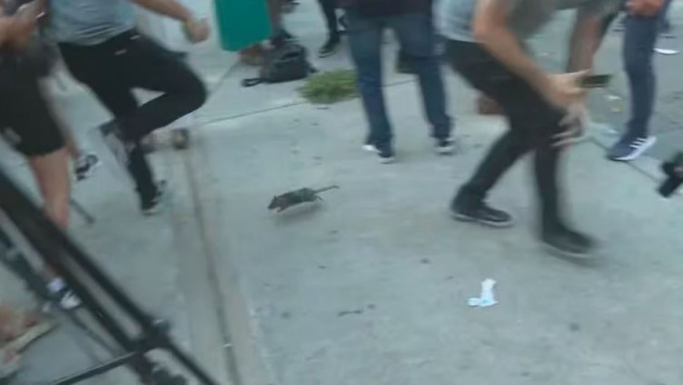 Una rata atacó a Jorge Macri mientras criticaba a Larreta