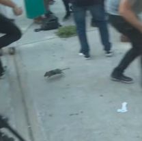 Una rata atacó a Jorge Macri mientras criticaba a Larreta