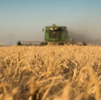 El Gobierno extiende la baja de retenciones para trigo y cebada hasta 2026