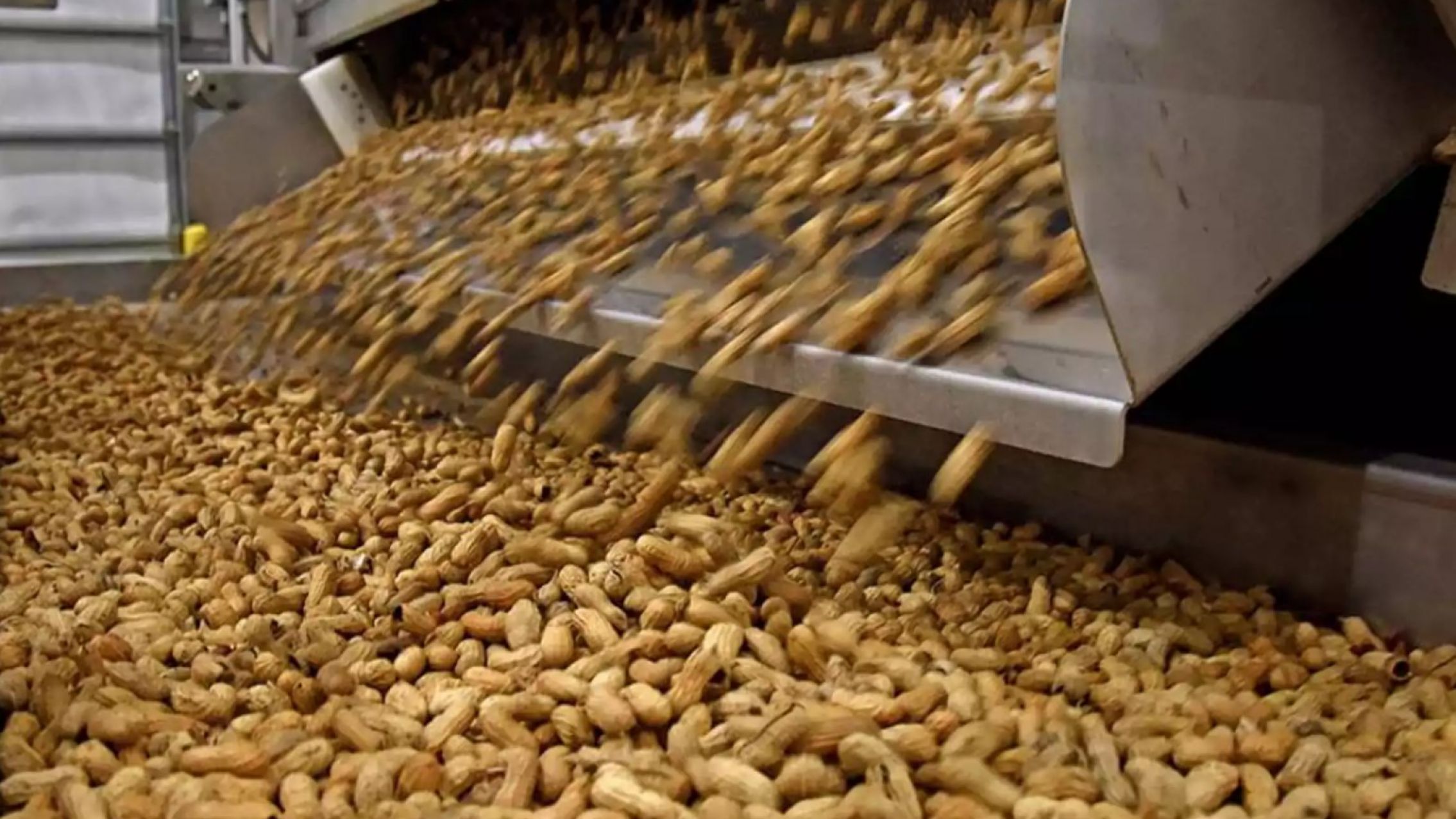 Argentina rompe récord y lidera las exportaciones mundiales de maní