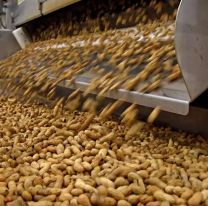 Argentina rompe récord y lidera las exportaciones mundiales de maní
