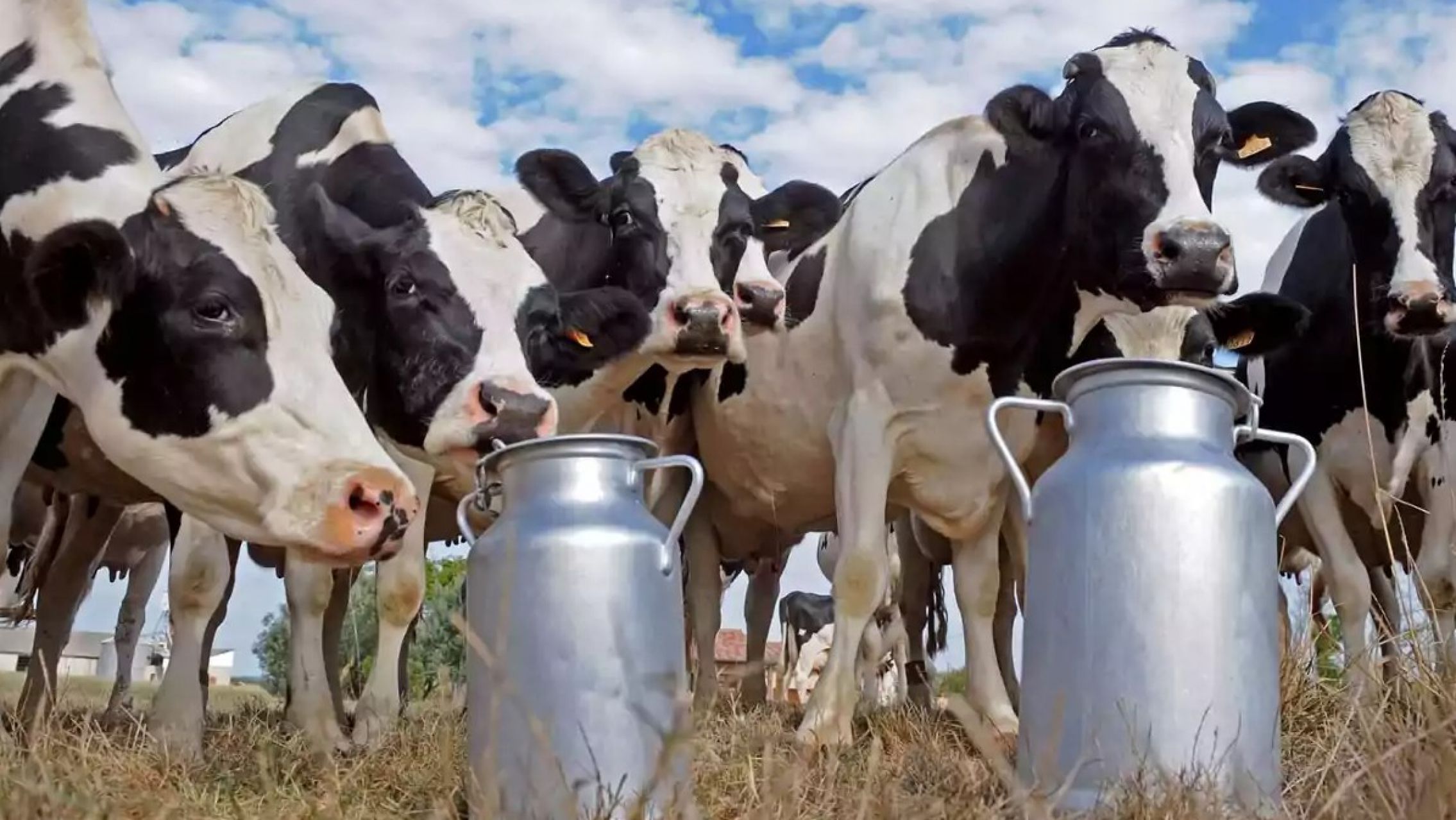 Argentina lideró el crecimiento mundial en la producción lechera en el primer semestre
