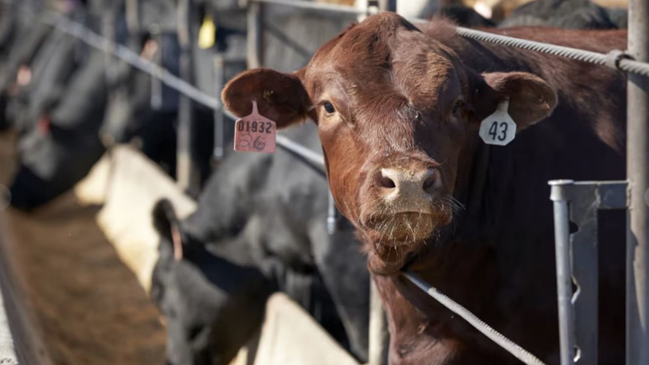 El Gobierno eliminó las retenciones para la carne avícola y bovina