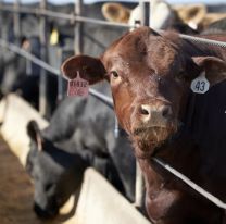 El Gobierno eliminó las retenciones para la carne avícola y bovina