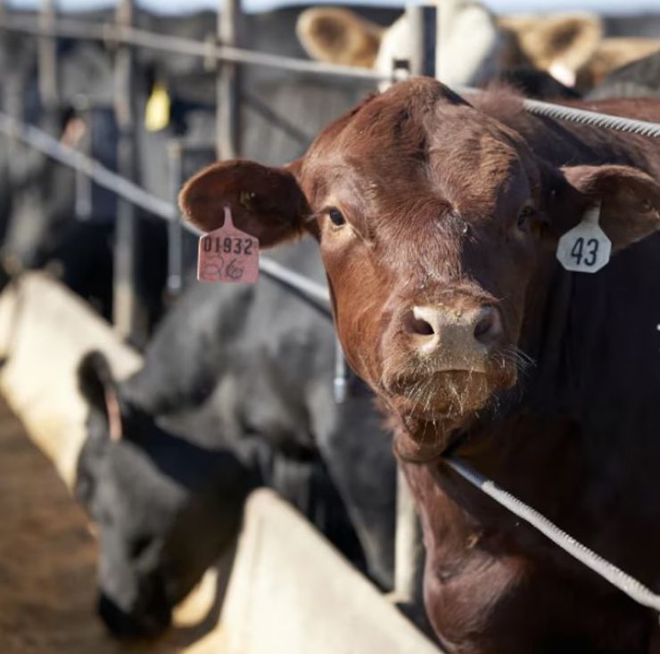 El Gobierno eliminó las retenciones para la carne avícola y bovina
