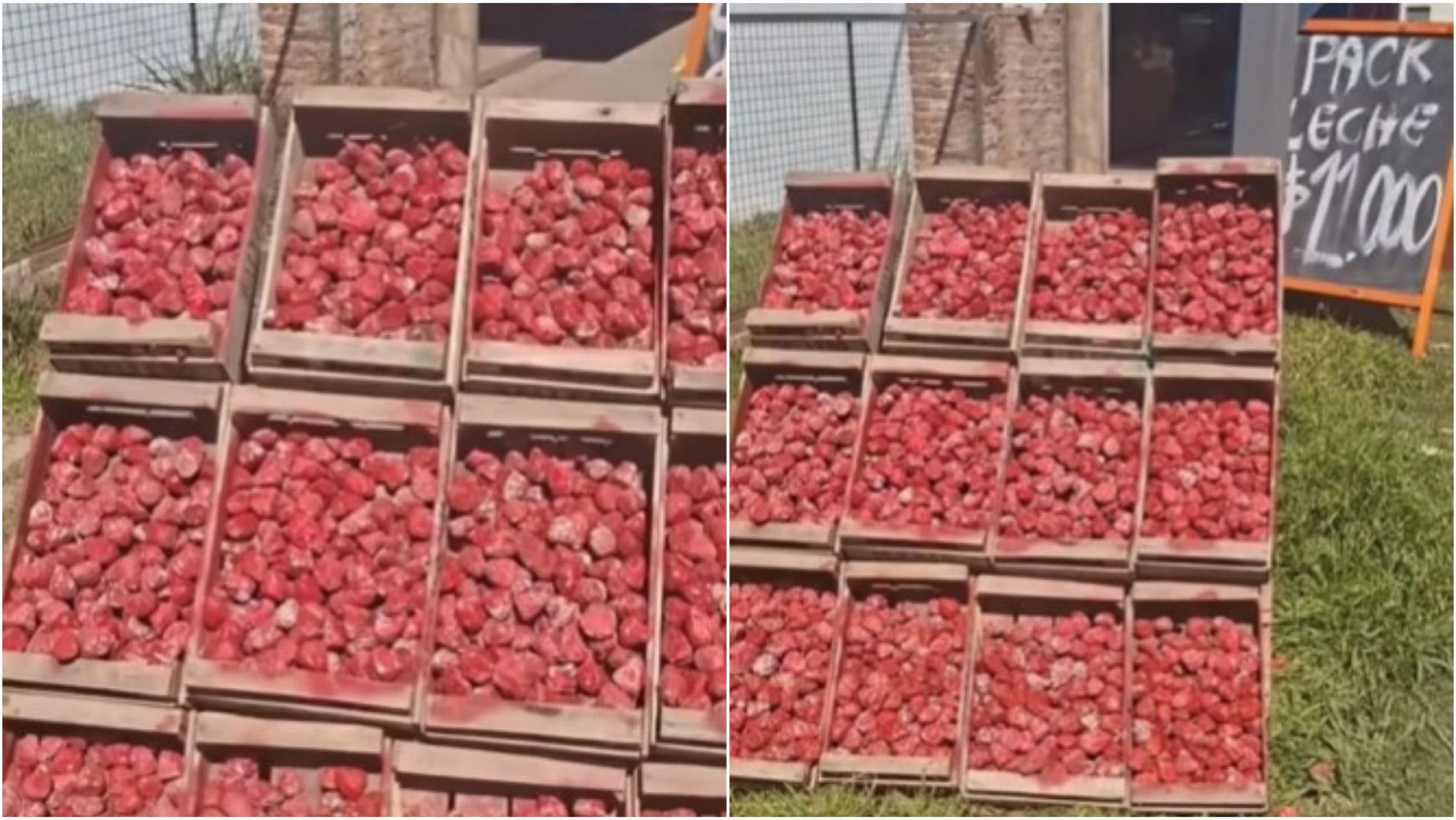 Esto encontraron en los cajones de frutilla que estaban en un puesto al lado de la ruta