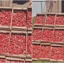 Esto encontraron en los cajones de frutilla que estaban en un puesto al lado de la ruta