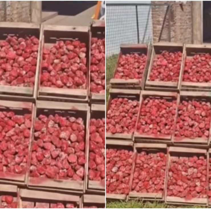 Esto encontraron en los cajones de frutilla que estaban en un puesto al lado de la ruta