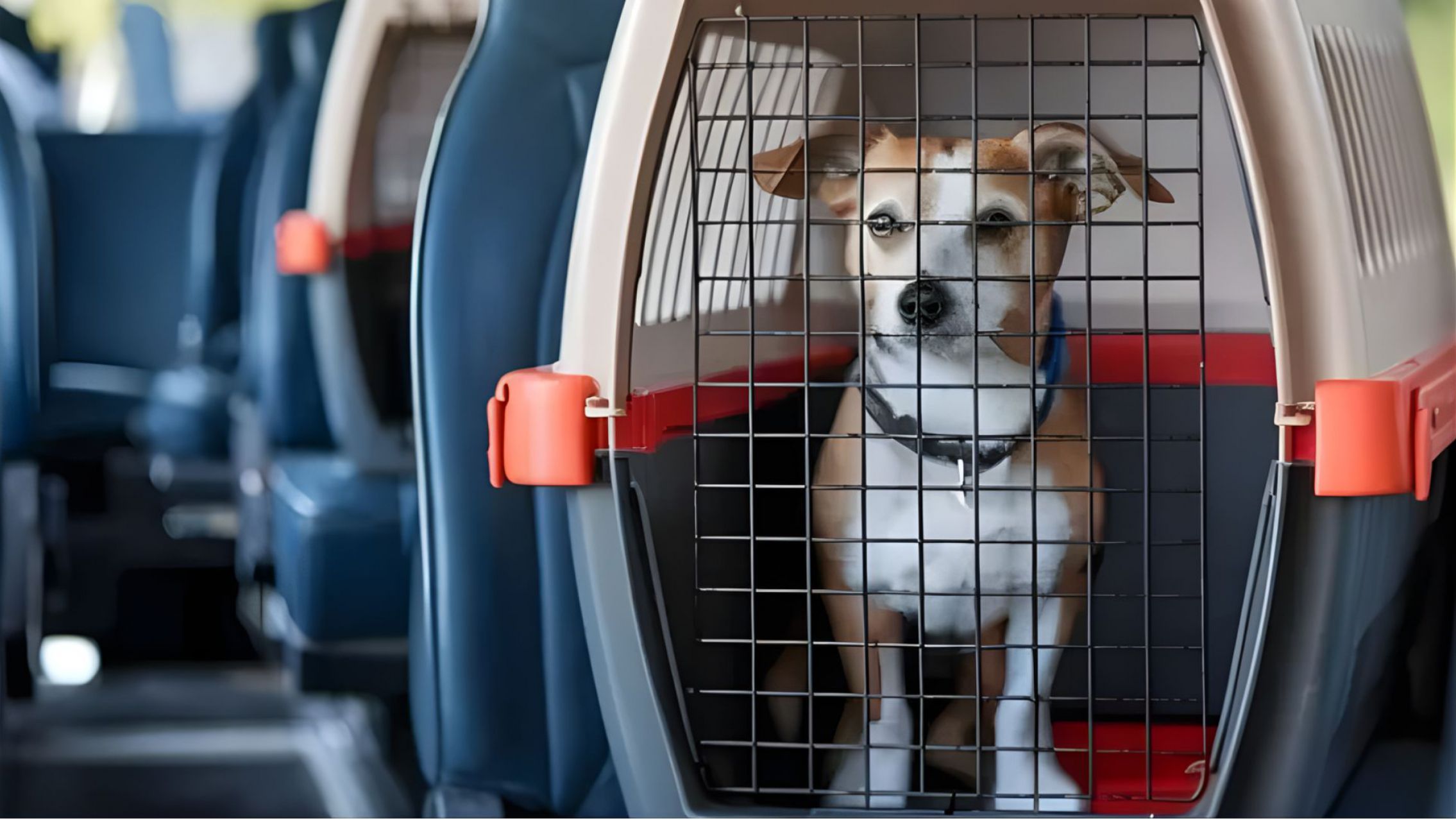 Desde diciembre 2025 podés llevar a tu mascota en colectivos y trenes