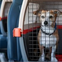 Desde diciembre 2025 pod&eacute;s llevar a tu mascota en colectivos y trenes