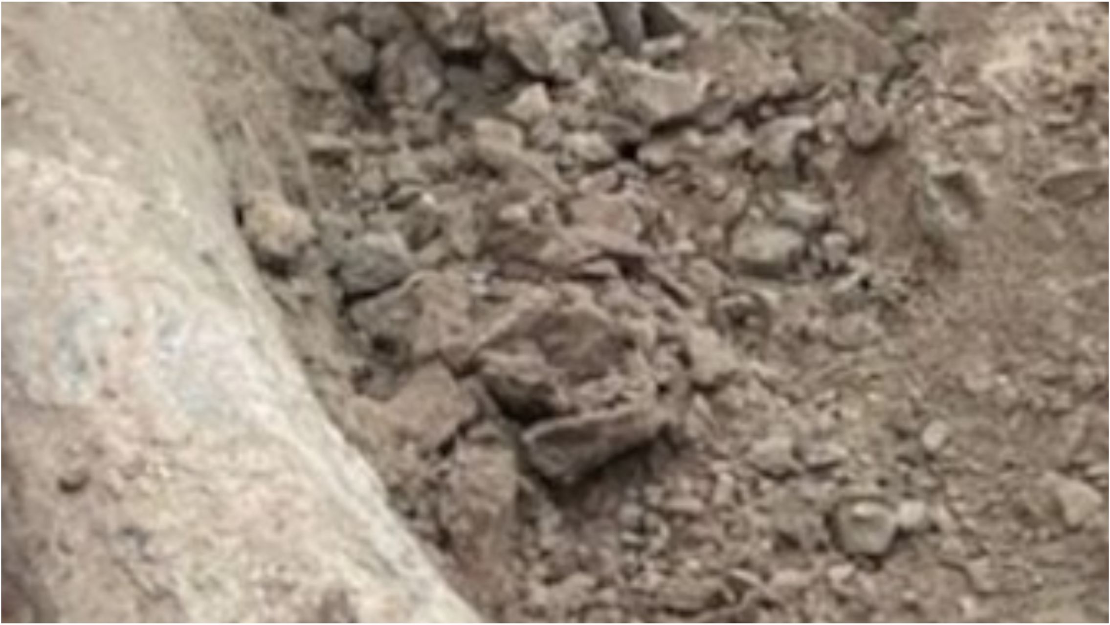 Encontraron un fósil de un elefante prehistórico de más de 100 mil años