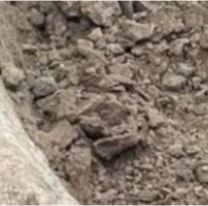 Encontraron un f&oacute;sil de un elefante prehist&oacute;rico de m&aacute;s de 100 mil a&ntilde;os